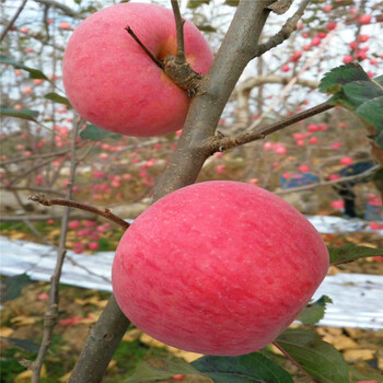 花牛蘋果苗哪里出售、花牛蘋果苗出售基地