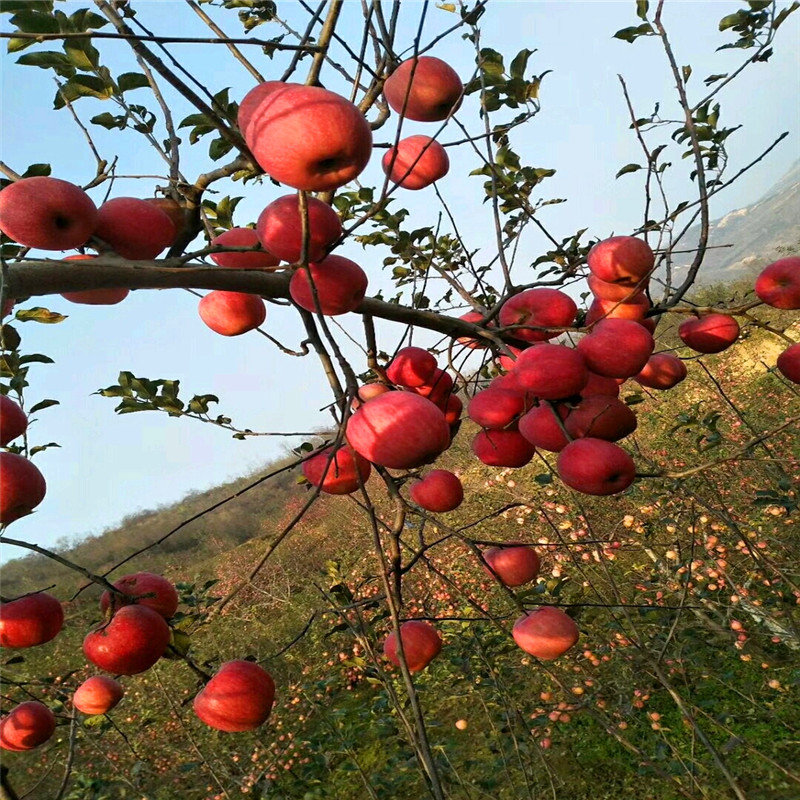 煙富8號蘋果苗哪里有、煙富8號蘋果苗批發(fā)哪里便宜