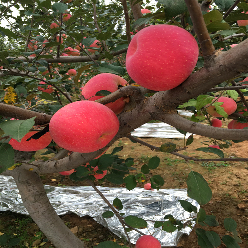 金帥蘋(píng)果苗價(jià)格、金帥蘋(píng)果苗價(jià)格多少