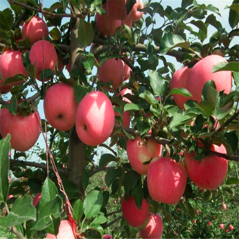 紅肉蘋(píng)果苗多少錢(qián)一棵、紅肉蘋(píng)果苗價(jià)格多少