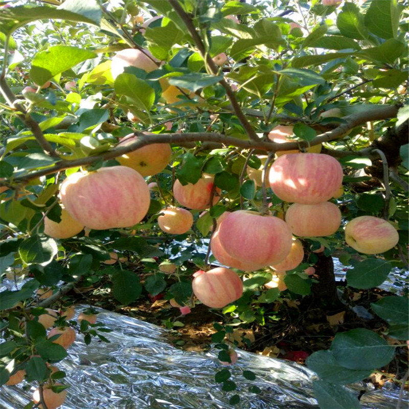 2公分蘋果苗多少錢、2公分蘋果苗批發(fā)價(jià)錢
