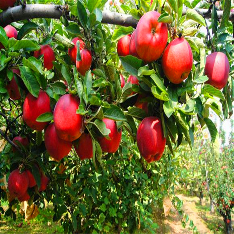 矮化蘋(píng)果苗價(jià)格哪里便宜、矮化蘋(píng)果苗出售基地