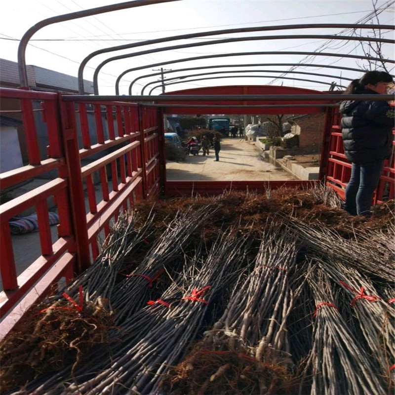 烟富10号苹果苗哪里批发、烟富10号苹果苗批发价钱