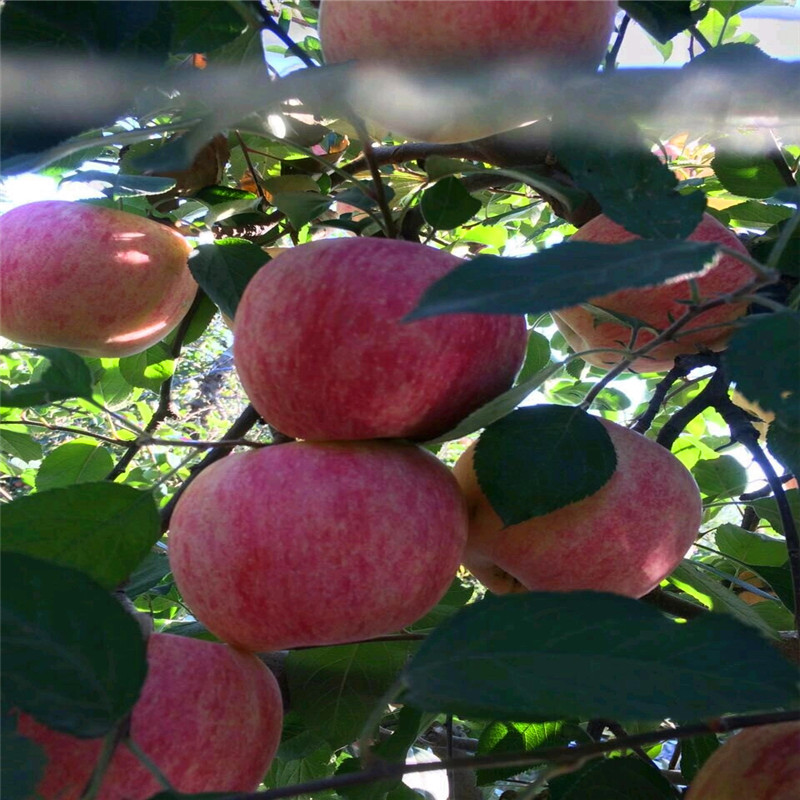 華玉蘋果苗多少錢一棵、華玉蘋果苗出售價(jià)格