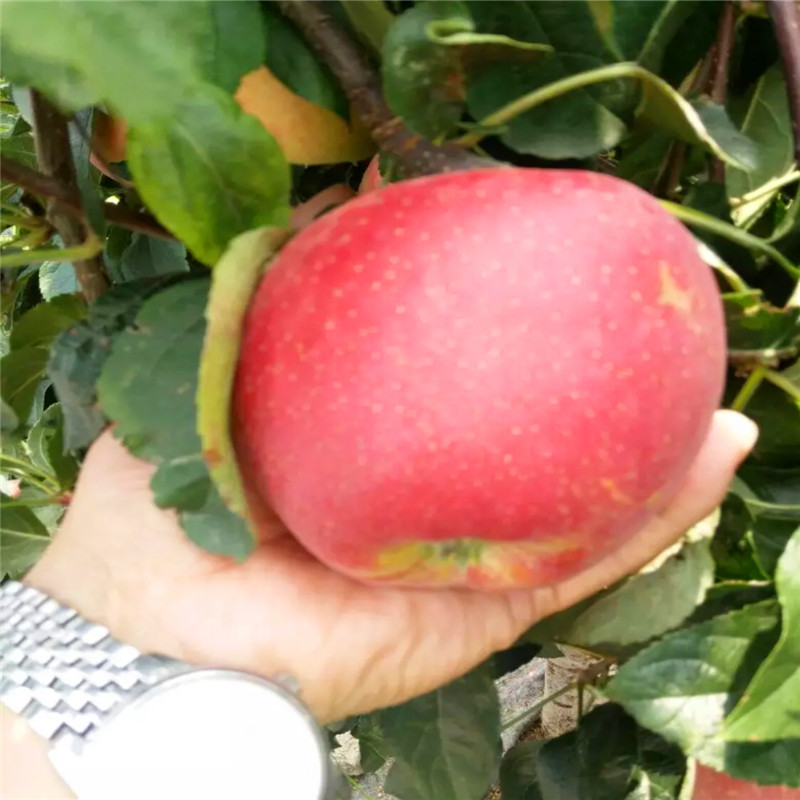 紅心蘋果苗批發(fā)出售、紅心蘋果苗出售基地