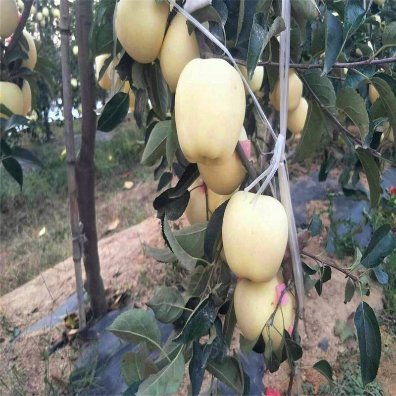 花牛苹果苗哪里有、花牛苹果苗出售价钱