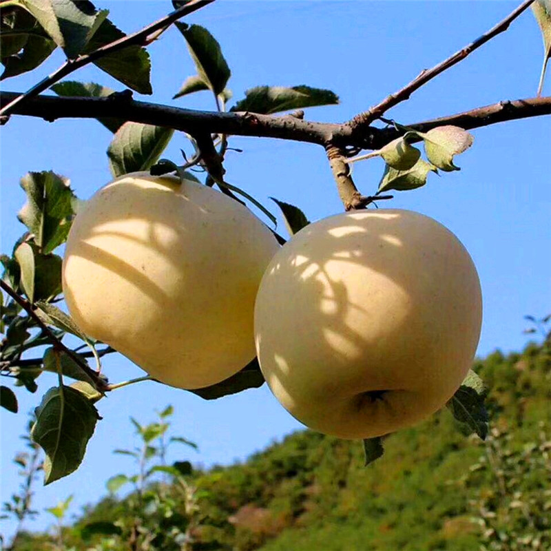 煙富8號蘋果苗哪里有、煙富8號蘋果苗批發(fā)哪里便宜
