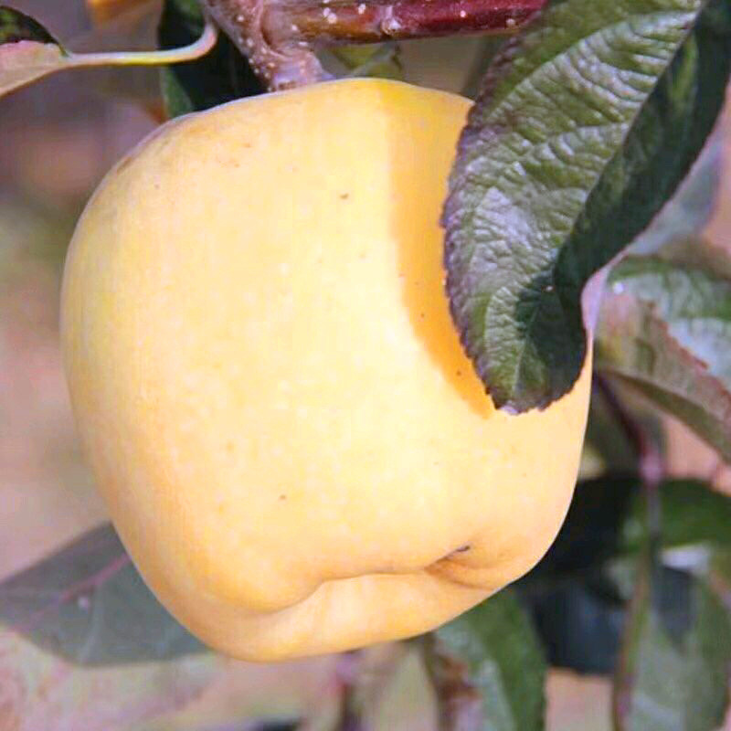 花牛蘋(píng)果苗基地、花牛蘋(píng)果苗批發(fā)價(jià)格