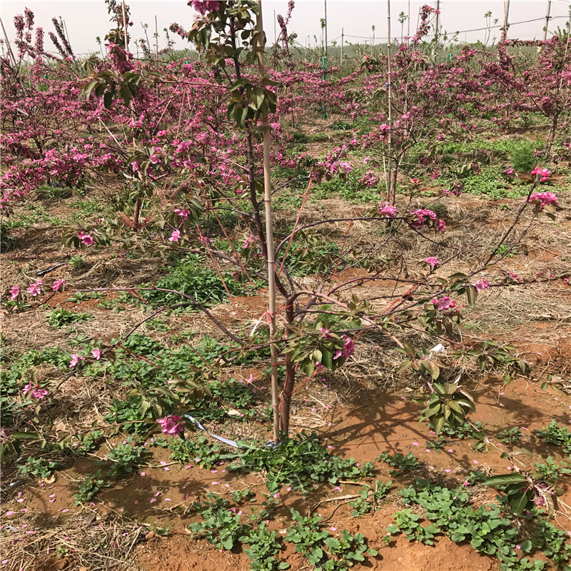 鸡心果苹果苗价格、鸡心果苹果苗报价