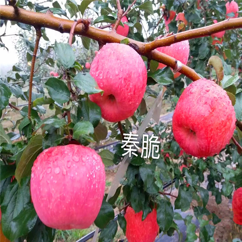 秦脆蘋果苗什么價(jià)格、秦脆蘋果苗報(bào)價(jià)
