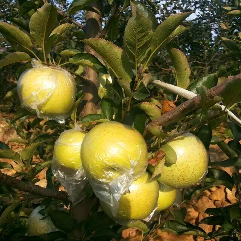 花牛苹果苗哪里出售、花牛苹果苗出售基地