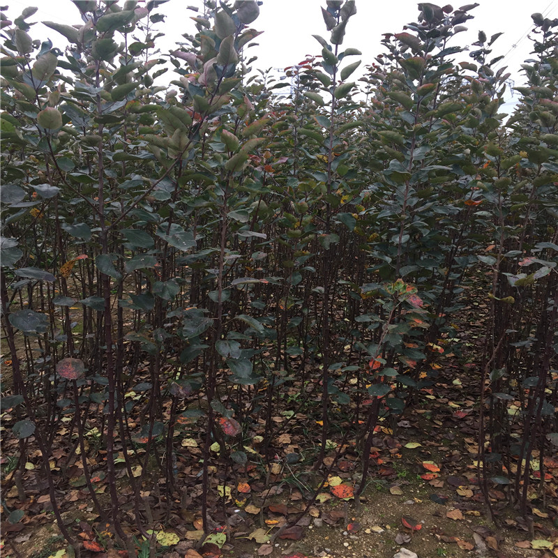 紅富士蘋果苗價(jià)格哪里便宜、紅富士蘋果苗批發(fā)多少錢