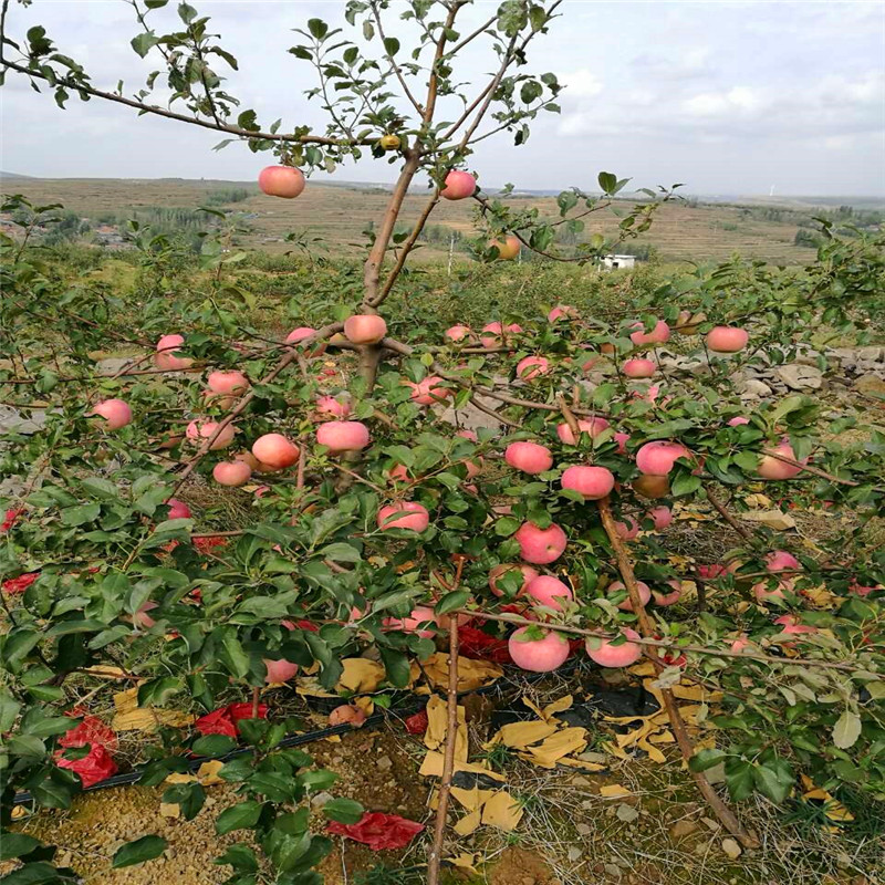 懒富苹果苗批发出售、懒富苹果苗多少钱一株