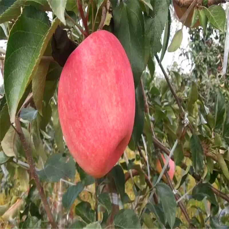 花牛苹果苗哪里出售、花牛苹果苗出售基地