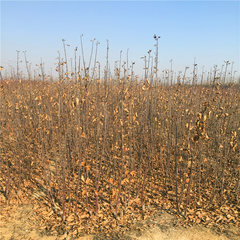蘋果苗多少錢、蘋果苗出售基地