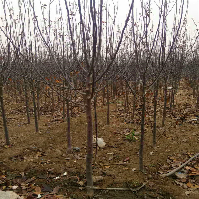 鲁丽苹果苗基地、鲁丽苹果苗出售价钱