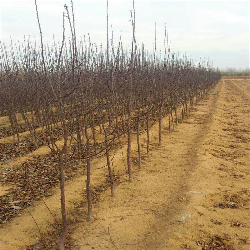秦冠蘋果苗多少錢、秦冠蘋果苗出售價錢