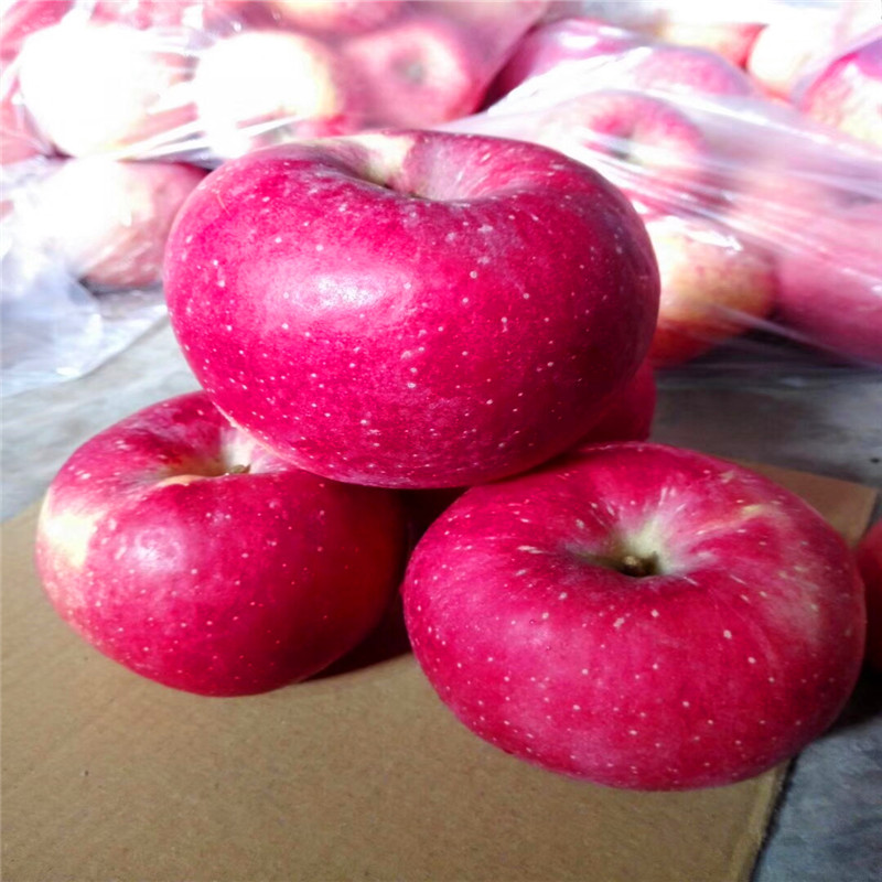 華碩蘋果苗什么價(jià)格、華碩蘋果苗價(jià)格多少