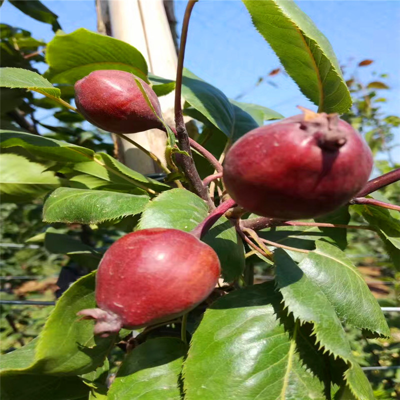 煙富10號(hào)蘋(píng)果苗批發(fā)、煙富10號(hào)蘋(píng)果苗批發(fā)價(jià)格