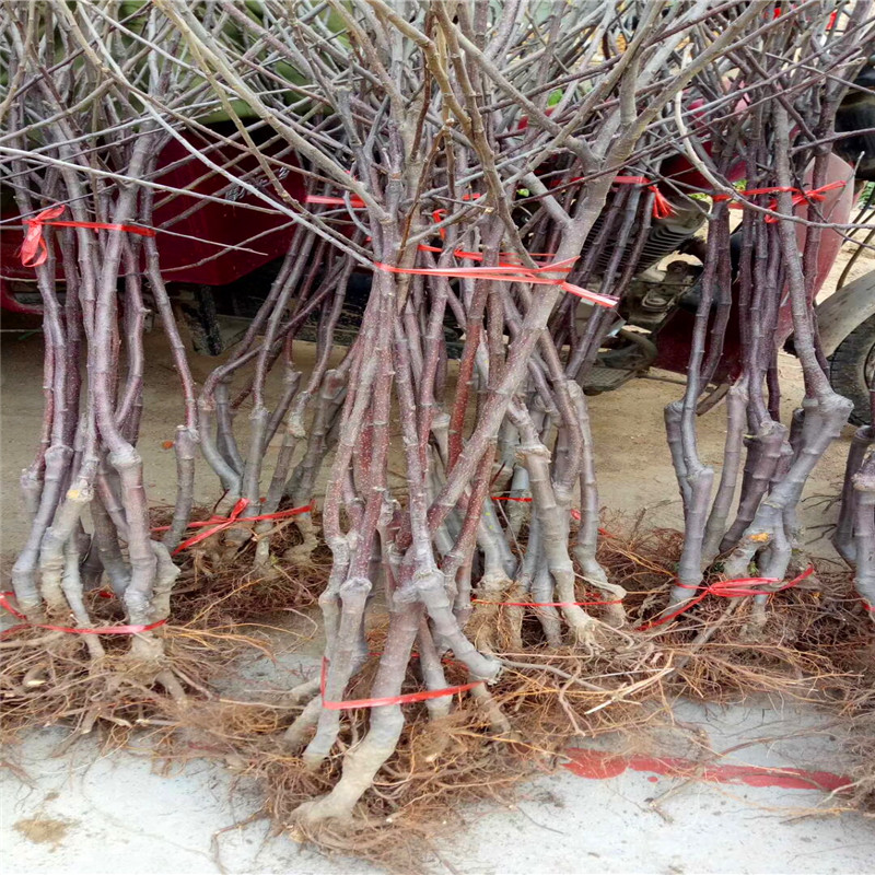 蘋果苗多少錢、蘋果苗出售基地