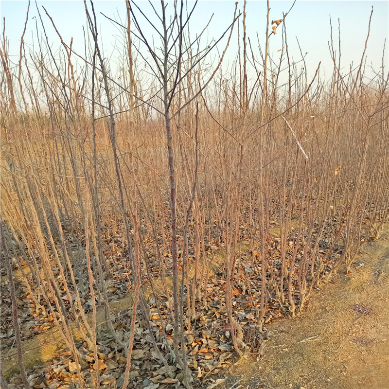 煙富10號蘋果苗哪里有、煙富10號蘋果苗出售基地