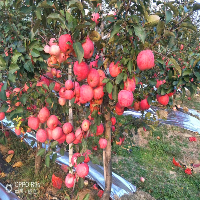 金帥蘋(píng)果苗價(jià)格、金帥蘋(píng)果苗價(jià)格多少