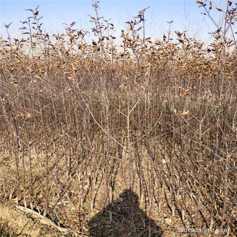 矮化苹果苗哪里批发、矮化苹果苗批发价钱