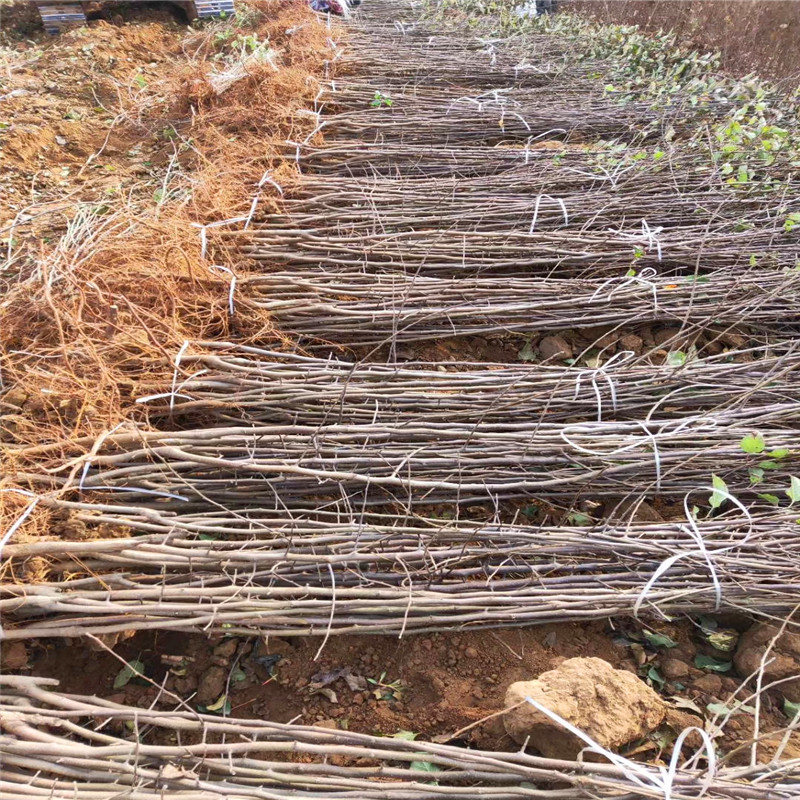 柱状苹果苗批发、柱状苹果苗出售价格