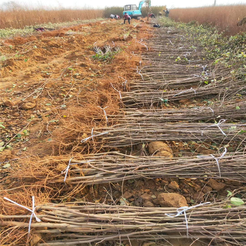 黑鉆蘋果苗基地、黑鉆蘋果苗批發(fā)價錢