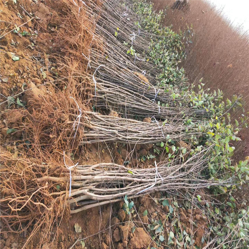 花牛蘋果苗多少錢、花牛蘋果苗價格多少