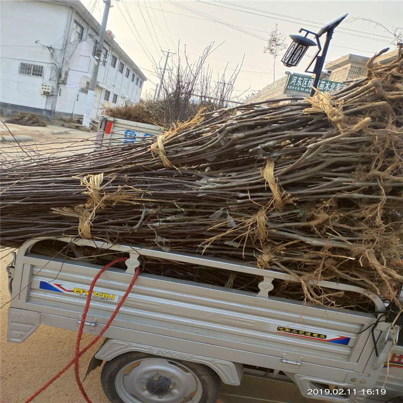 煙富8號(hào)蘋(píng)果苗基地、煙富8號(hào)蘋(píng)果苗出售基地