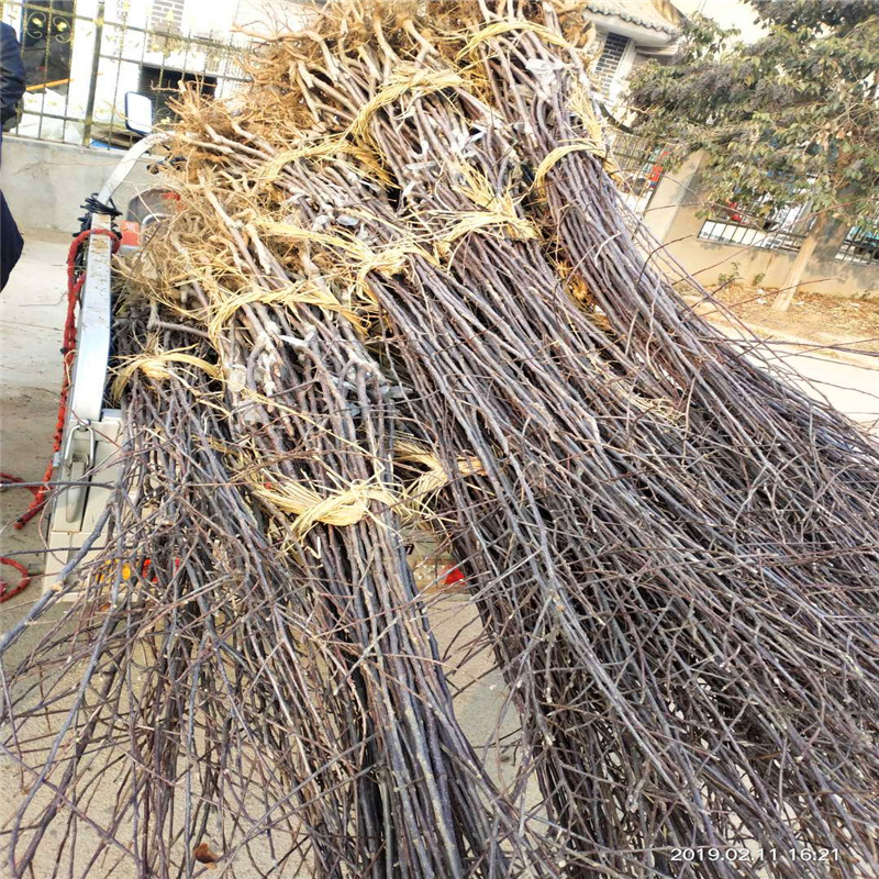 寒富蘋(píng)果苗哪里有、寒富蘋(píng)果苗批發(fā)多少錢(qián)