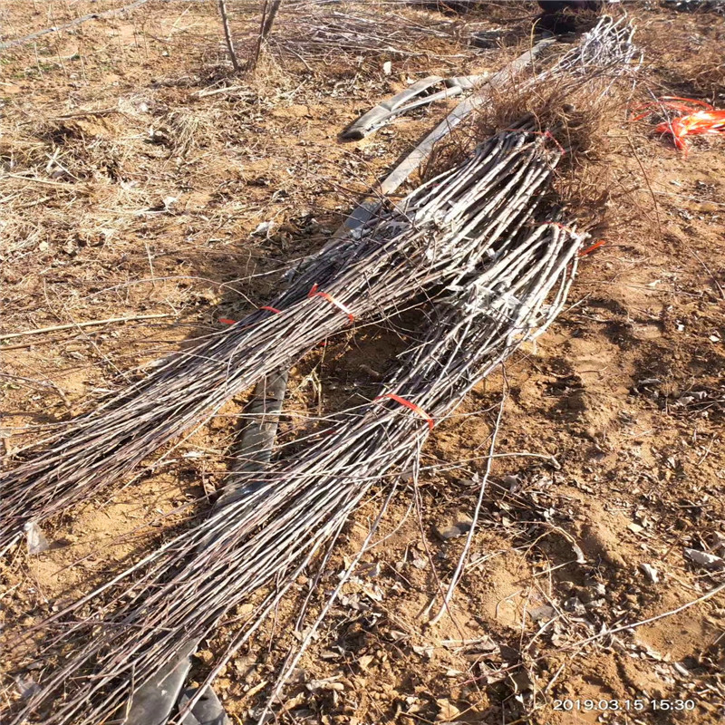 烟富苹果苗基地、烟富苹果苗报价