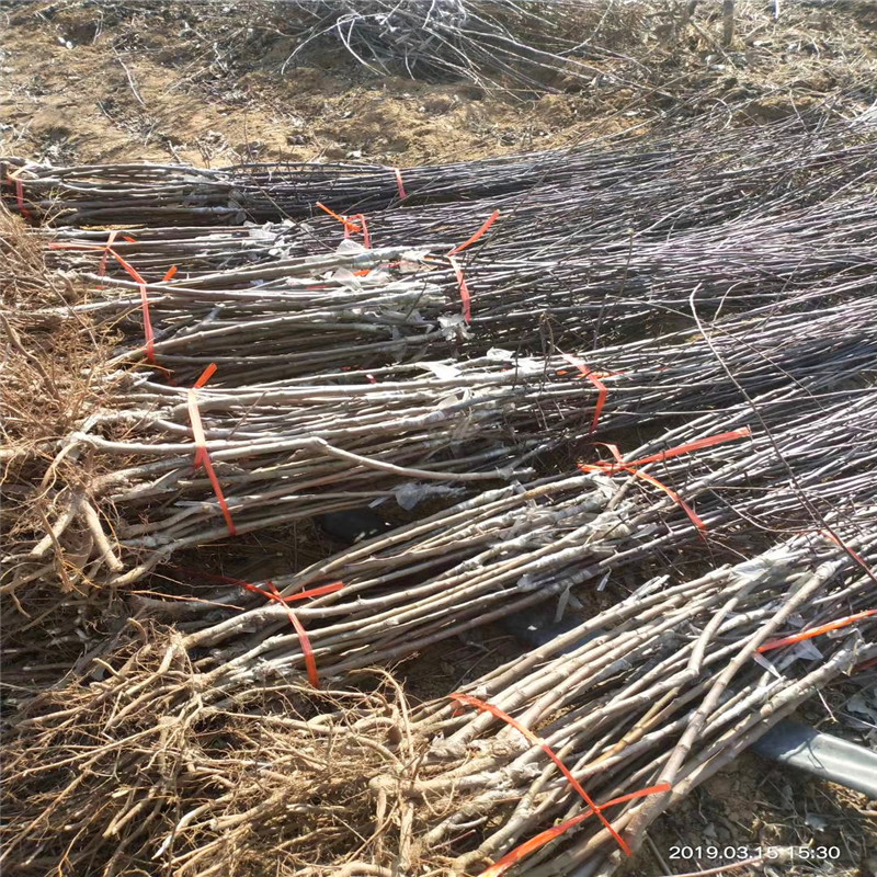 秦脆苹果苗价格、秦脆苹果苗出售