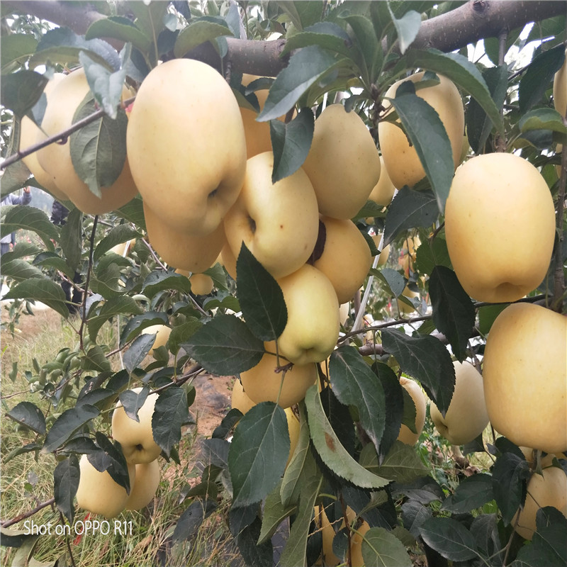 瑞雪蘋(píng)果苗批發(fā)出售、瑞雪蘋(píng)果苗出售