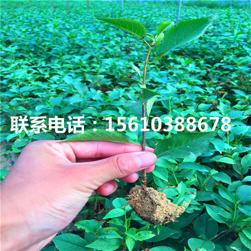 櫻桃小苗、2019年櫻桃小苗多少錢(qián)一棵