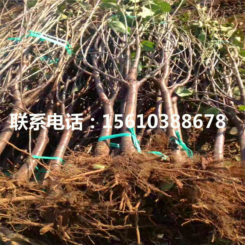 櫻桃小苗、2019年櫻桃小苗多少錢(qián)一棵