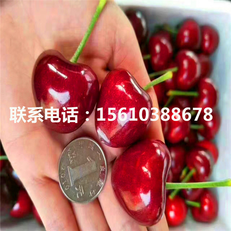 1556363779094490000-0.jpg