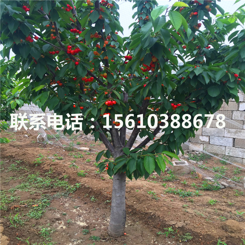 櫻桃小苗、2019年櫻桃小苗多少錢(qián)一棵