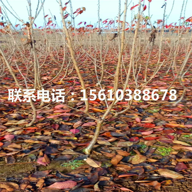櫻桃小苗、2019年櫻桃小苗多少錢(qián)一棵