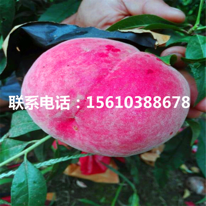 桃樹小苗價(jià)格、桃樹小苗價(jià)格多少