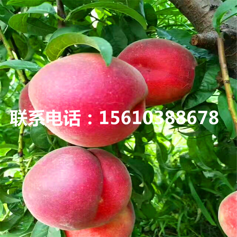 桃樹小苗新品種、桃樹小苗價格哪里便宜