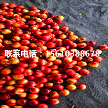 桃樹(shù)小苗一畝地產(chǎn)多少斤、桃樹(shù)小苗銷售價(jià)格