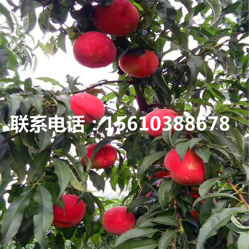 桃樹小苗一畝地產(chǎn)多少斤、桃樹小苗多少錢