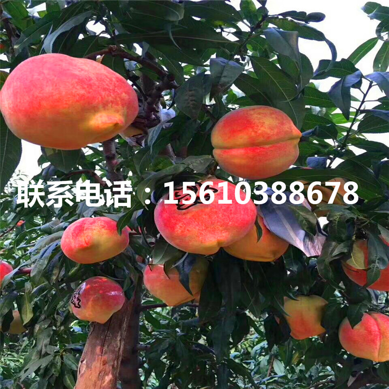 桃樹小苗批發(fā)多少錢、桃樹小苗價格及報價
