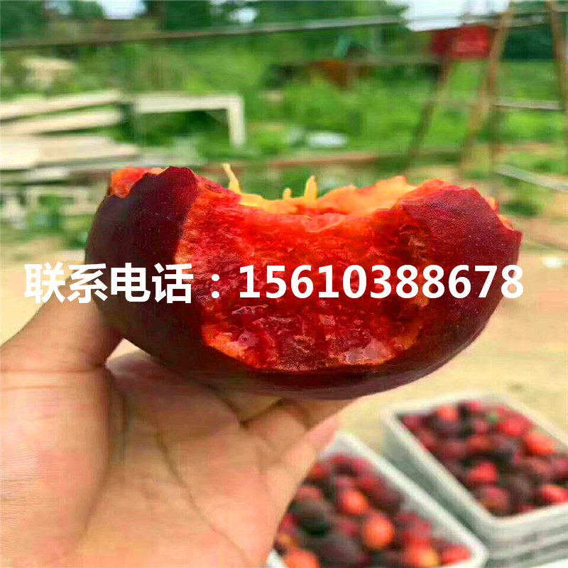 桃樹小苗一棵多少錢、桃樹小苗哪里出售