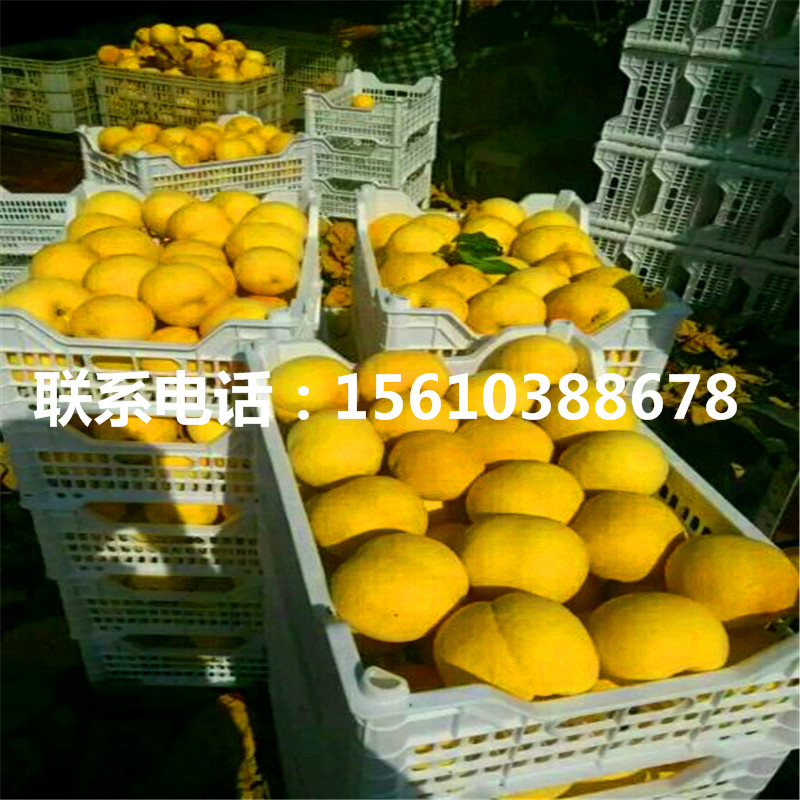 桃樹(shù)小苗管理技術(shù)、桃樹(shù)小苗多少錢(qián)一株