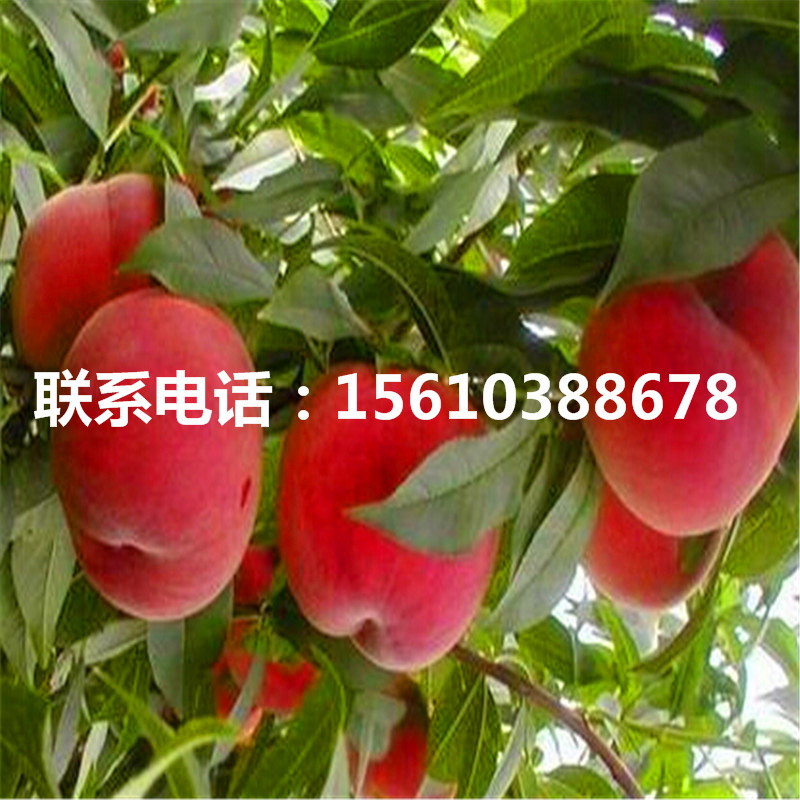 桃樹小苗一棵多少錢、桃樹小苗哪里出售