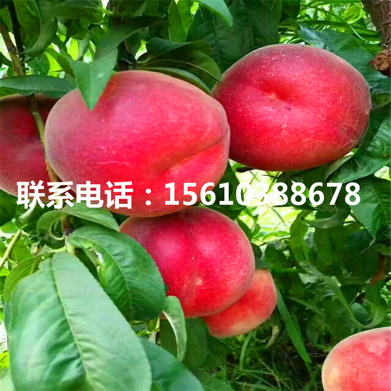 桃樹小苗出售基地、桃樹小苗哪里有賣的