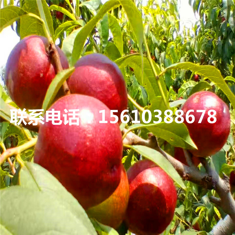 桃樹小苗多少錢一棵、桃樹小苗什么價格